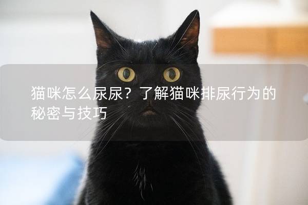 猫咪怎么尿尿？了解猫咪排尿行为的秘密与技巧