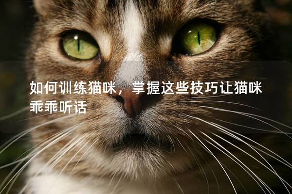 如何训练猫咪，掌握这些技巧让猫咪乖乖听话