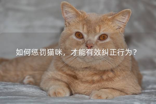 如何惩罚猫咪，才能有效纠正行为？