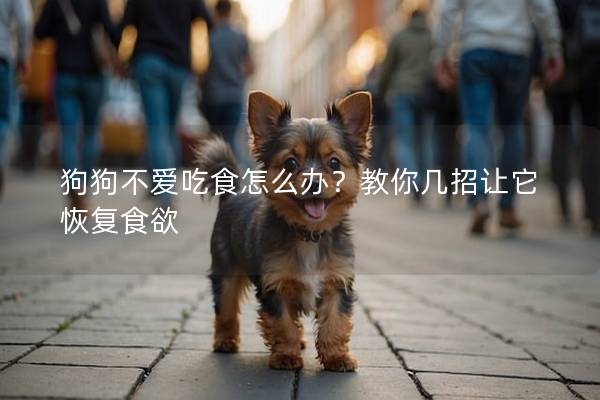 狗狗不爱吃食怎么办？教你几招让它恢复食欲