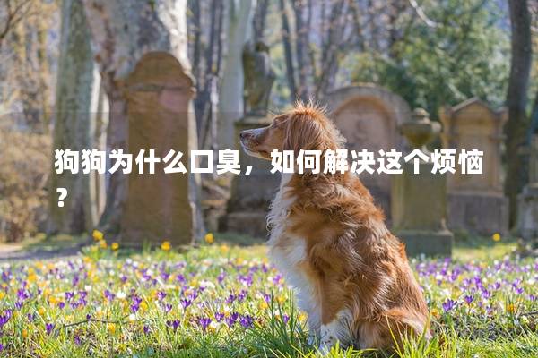 狗狗为什么口臭，如何解决这个烦恼？