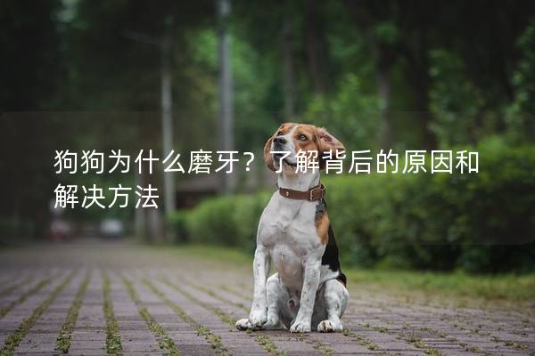 狗狗为什么磨牙？了解背后的原因和解决方法