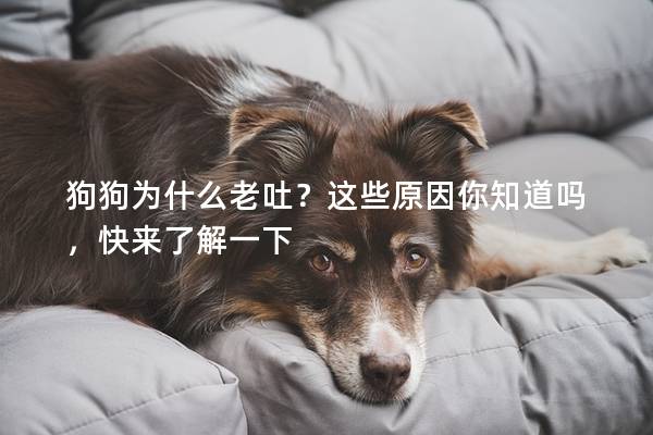 狗狗为什么老吐？这些原因你知道吗，快来了解一下