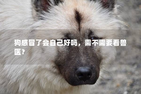 狗感冒了会自己好吗，需不需要看兽医？