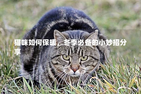 猫咪如何保暖，冬季必备的小妙招分享