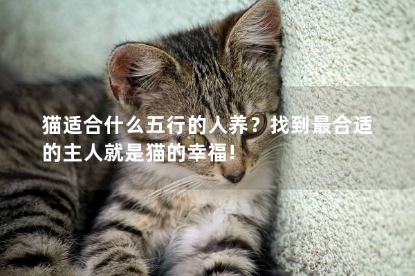 猫适合什么五行的人养？找到最合适的主人就是猫的幸福!