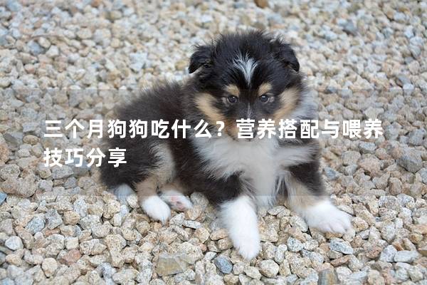 三个月狗狗吃什么？营养搭配与喂养技巧分享