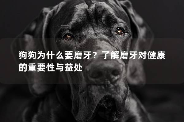 狗狗为什么要磨牙？了解磨牙对健康的重要性与益处