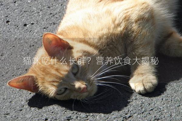 猫咪吃什么长胖？营养饮食大揭秘