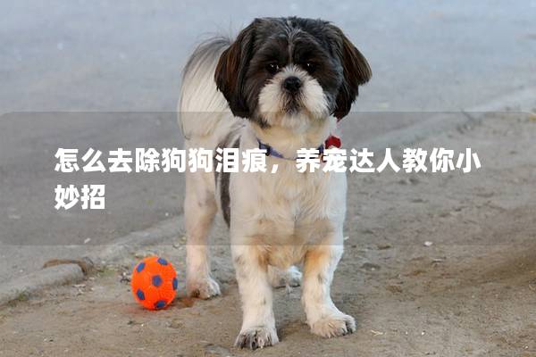 怎么去除狗狗泪痕，养宠达人教你小妙招