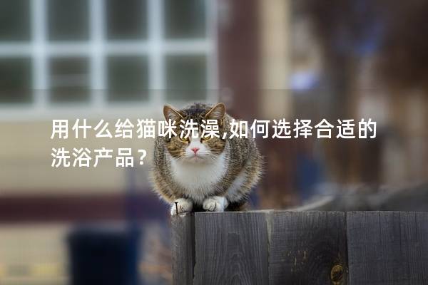 用什么给猫咪洗澡,如何选择合适的洗浴产品？