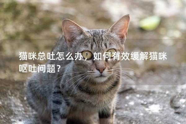 猫咪总吐怎么办，如何有效缓解猫咪呕吐问题？