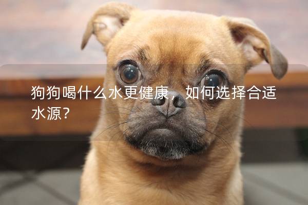 狗狗喝什么水更健康，如何选择合适水源？