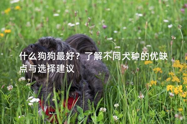 什么狗狗最好？了解不同犬种的优缺点与选择建议