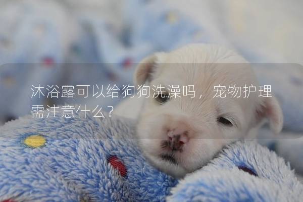 沐浴露可以给狗狗洗澡吗，宠物护理需注意什么？