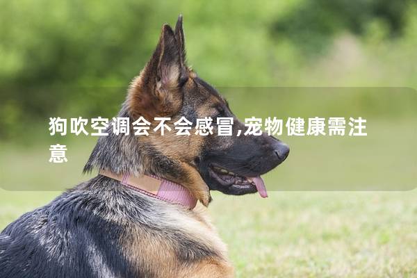 狗吹空调会不会感冒,宠物健康需注意