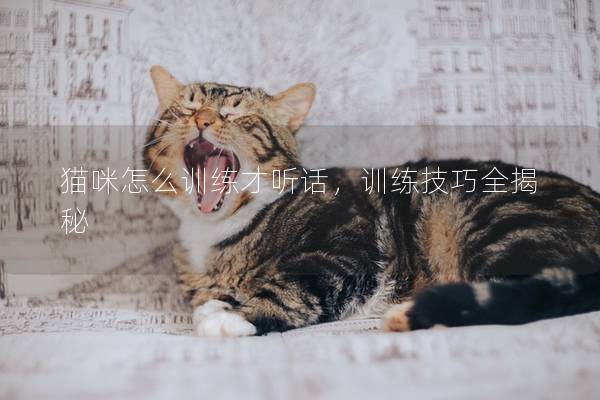 猫咪怎么训练才听话，训练技巧全揭秘