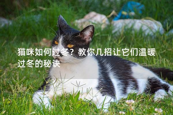 猫咪如何过冬？教你几招让它们温暖过冬的秘诀