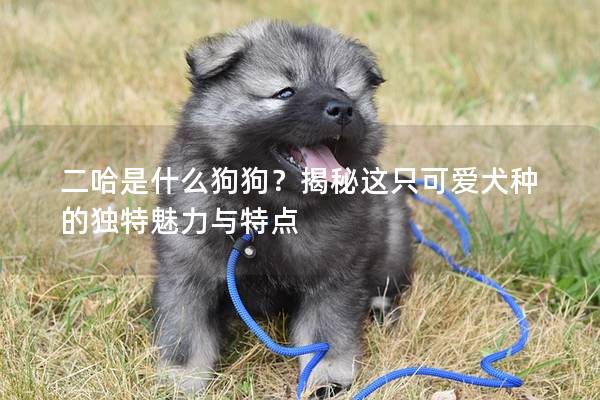 二哈是什么狗狗？揭秘这只可爱犬种的独特魅力与特点