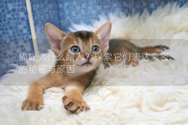 猫咪为什么蹭人？探索它们表达亲密的秘密与原因