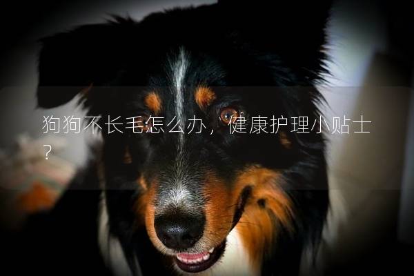 狗狗不长毛怎么办，健康护理小贴士？