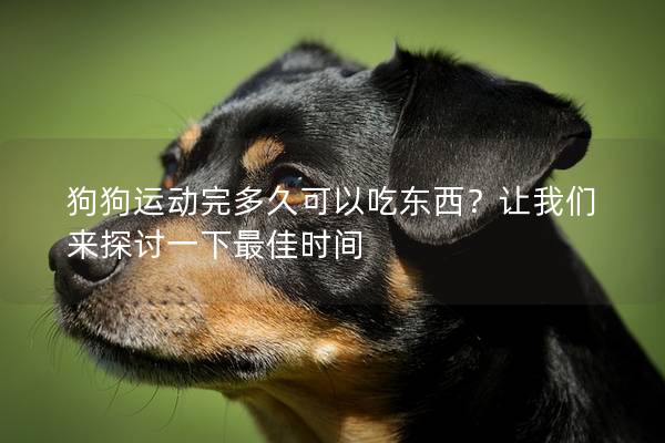 狗狗运动完多久可以吃东西？让我们来探讨一下最佳时间