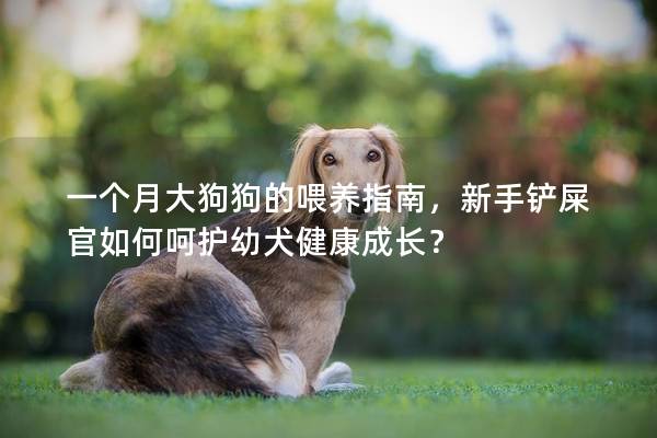 一个月大狗狗的喂养指南，新手铲屎官如何呵护幼犬健康成长？