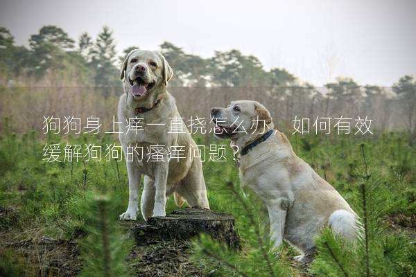 狗狗身上痒一直挠怎么办，如何有效缓解狗狗的瘙痒问题？