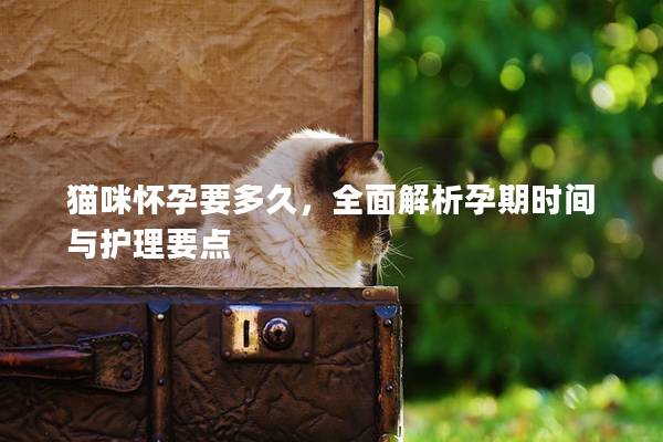 猫咪怀孕要多久，全面解析孕期时间与护理要点
