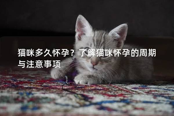 猫咪多久怀孕？了解猫咪怀孕的周期与注意事项