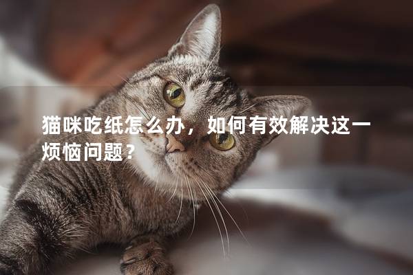 猫咪吃纸怎么办，如何有效解决这一烦恼问题？