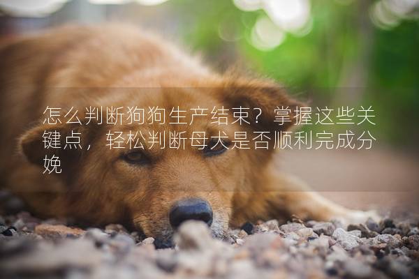怎么判断狗狗生产结束？掌握这些关键点，轻松判断母犬是否顺利完成分娩