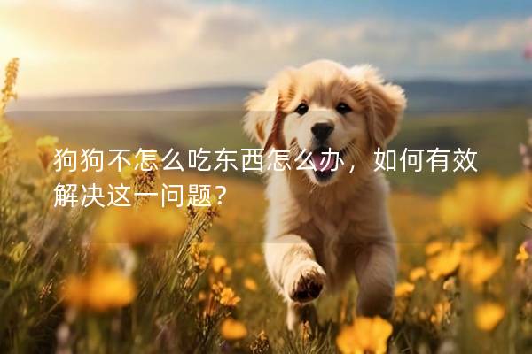 狗狗不怎么吃东西怎么办，如何有效解决这一问题？