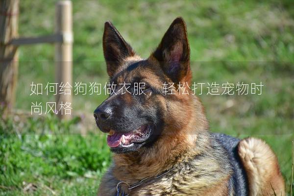 如何给狗狗做衣服，轻松打造宠物时尚风格