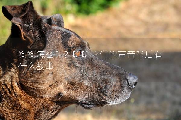 狗狗怎么叫？听听它们的声音背后有什么故事