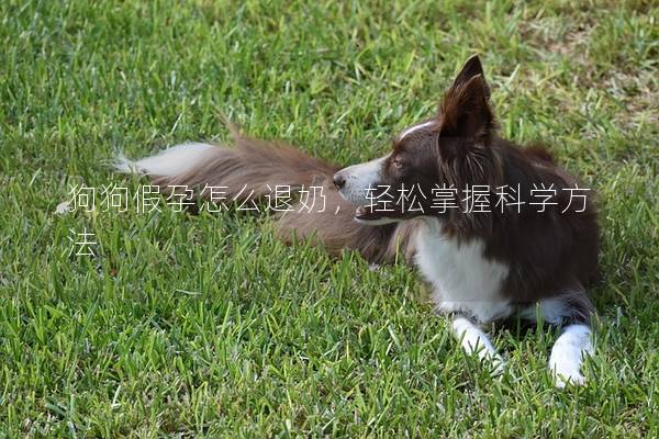 狗狗假孕怎么退奶，轻松掌握科学方法