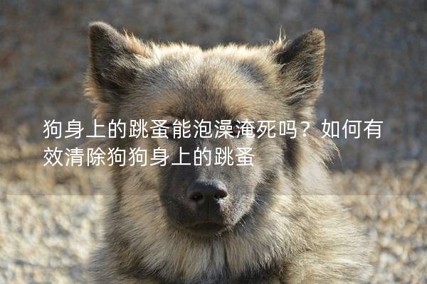 狗身上的跳蚤能泡澡淹死吗？如何有效清除狗狗身上的跳蚤