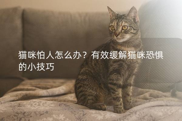 猫咪怕人怎么办？有效缓解猫咪恐惧的小技巧