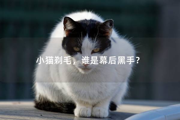 小猫剃毛，谁是幕后黑手？