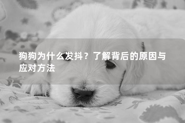 狗狗为什么发抖？了解背后的原因与应对方法