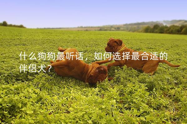 什么狗狗最听话，如何选择最合适的伴侣犬？