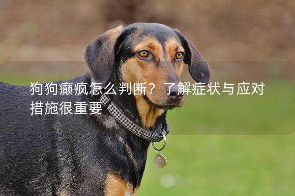 狗狗癫疯怎么判断？了解症状与应对措施很重要