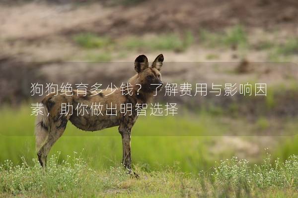 狗狗绝育多少钱？了解费用与影响因素，助你做出明智选择
