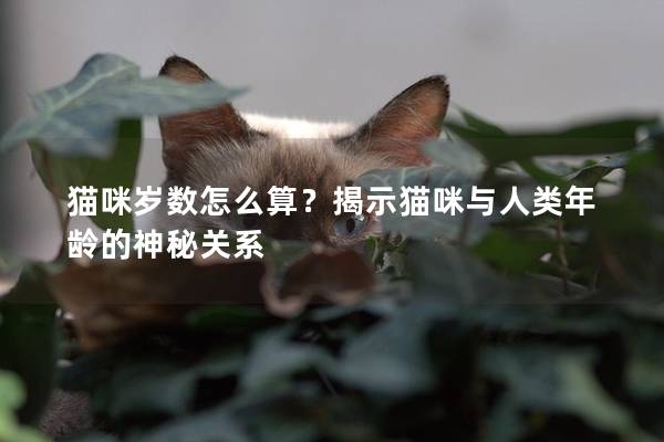 猫咪岁数怎么算？揭示猫咪与人类年龄的神秘关系