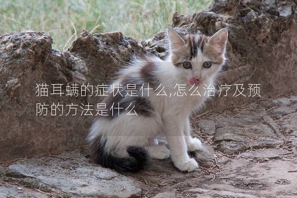 猫耳螨的症状是什么,怎么治疗及预防的方法是什么