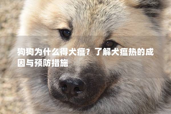 狗狗为什么得犬瘟？了解犬瘟热的成因与预防措施
