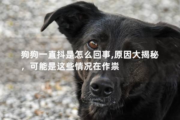 狗狗一直抖是怎么回事,原因大揭秘，可能是这些情况在作祟