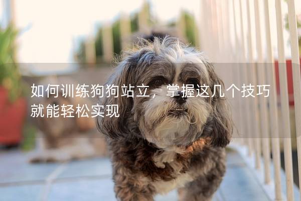 如何训练狗狗站立，掌握这几个技巧就能轻松实现