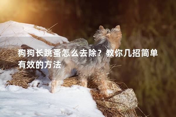 狗狗长跳蚤怎么去除？教你几招简单有效的方法