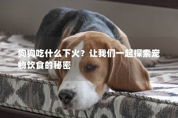 狗狗吃什么下火？让我们一起探索宠物饮食的秘密